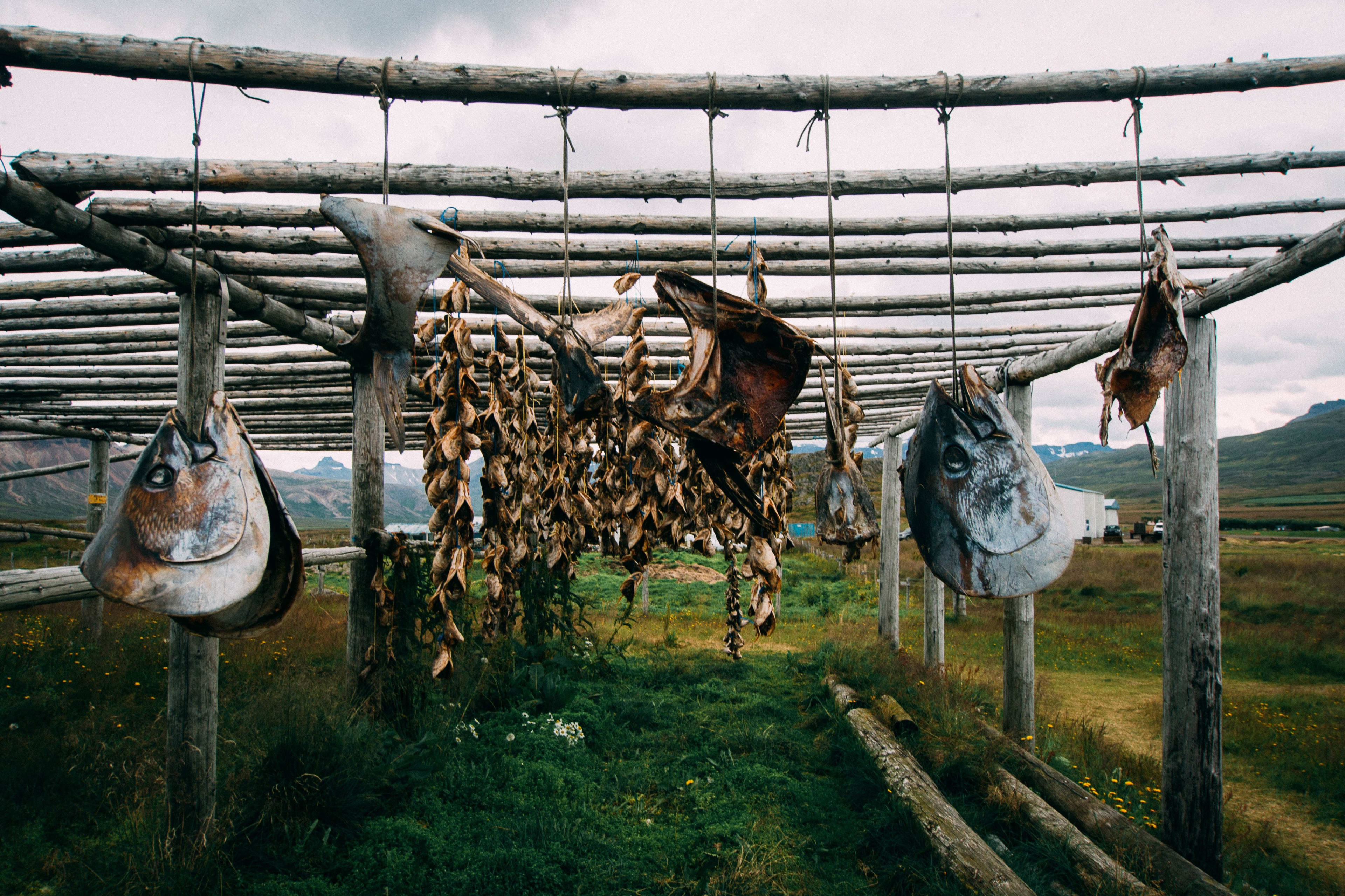 hanging preserved meat in borgarfjordur eystri