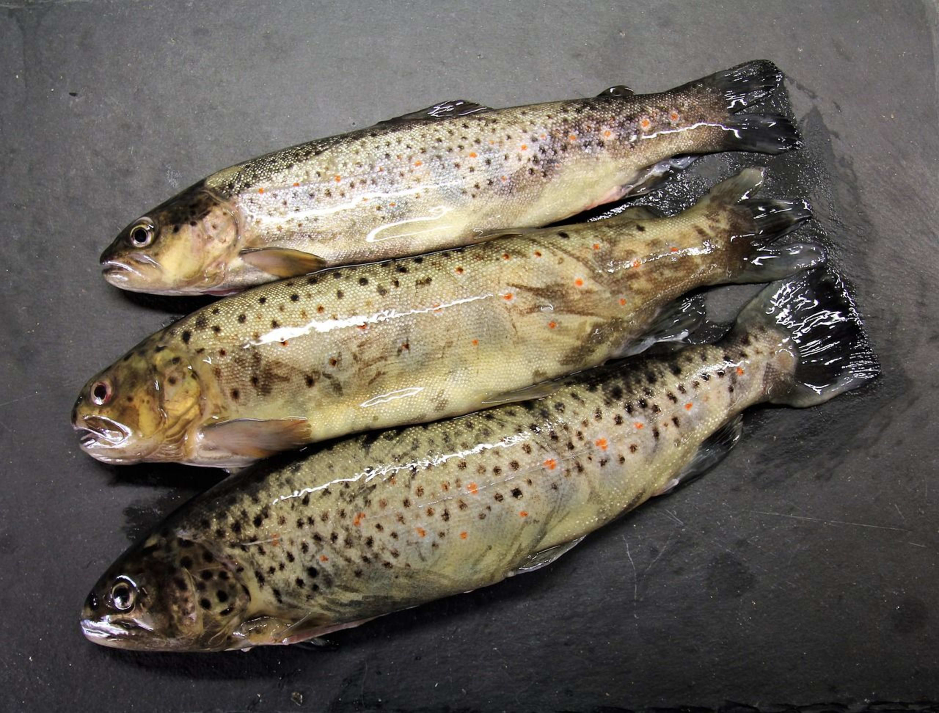 brown trout.jpg