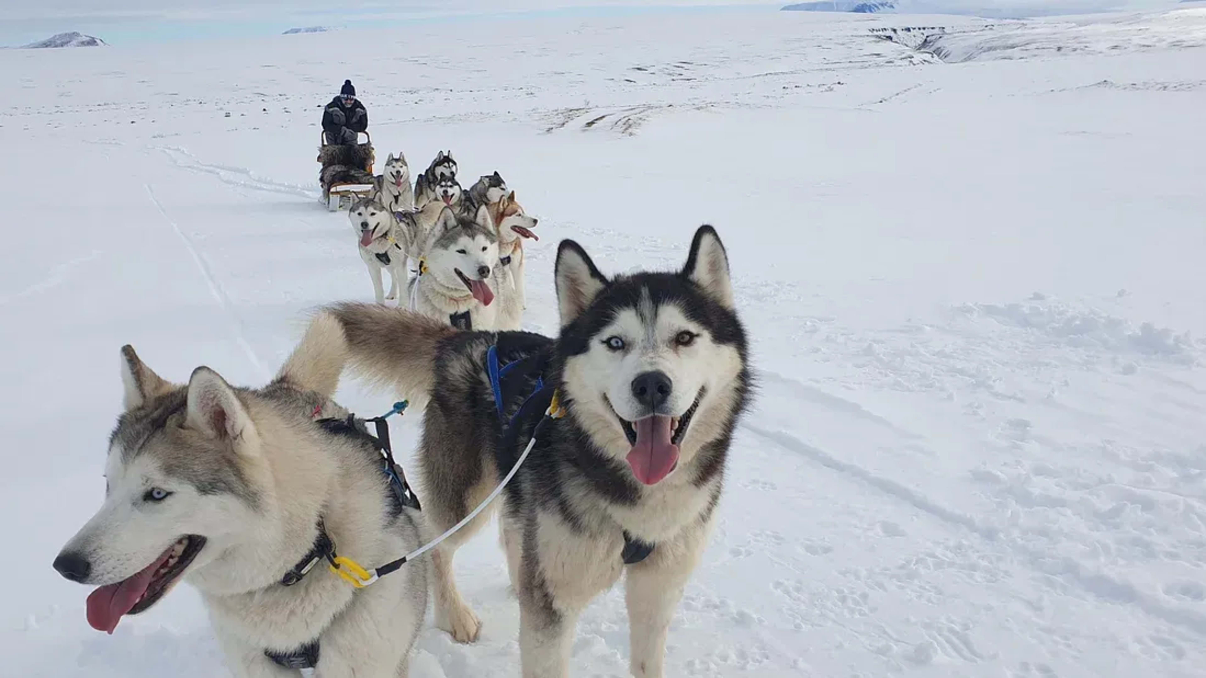 cute dogs in iceland dog sledding adventure