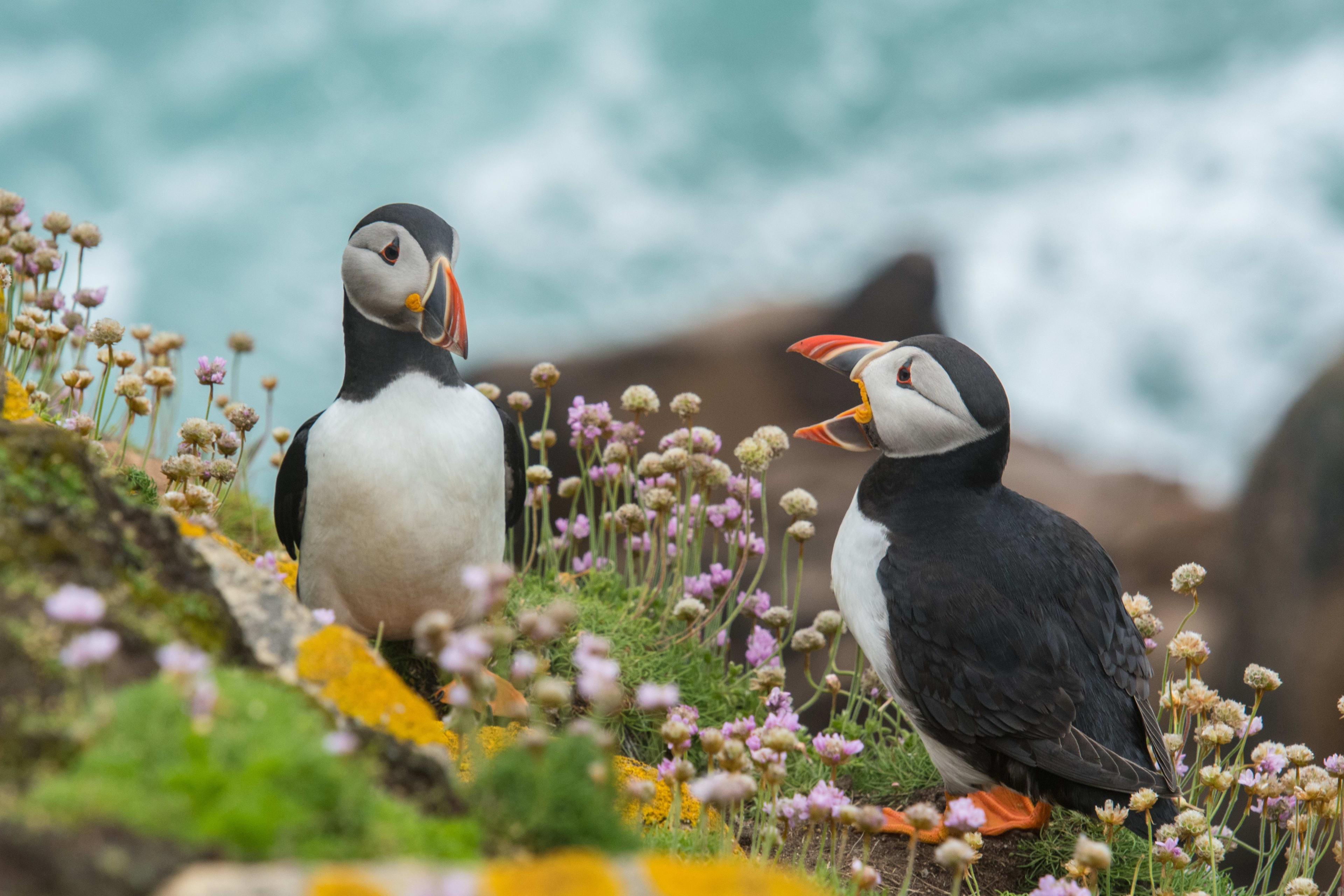 colorful puffins with lupine