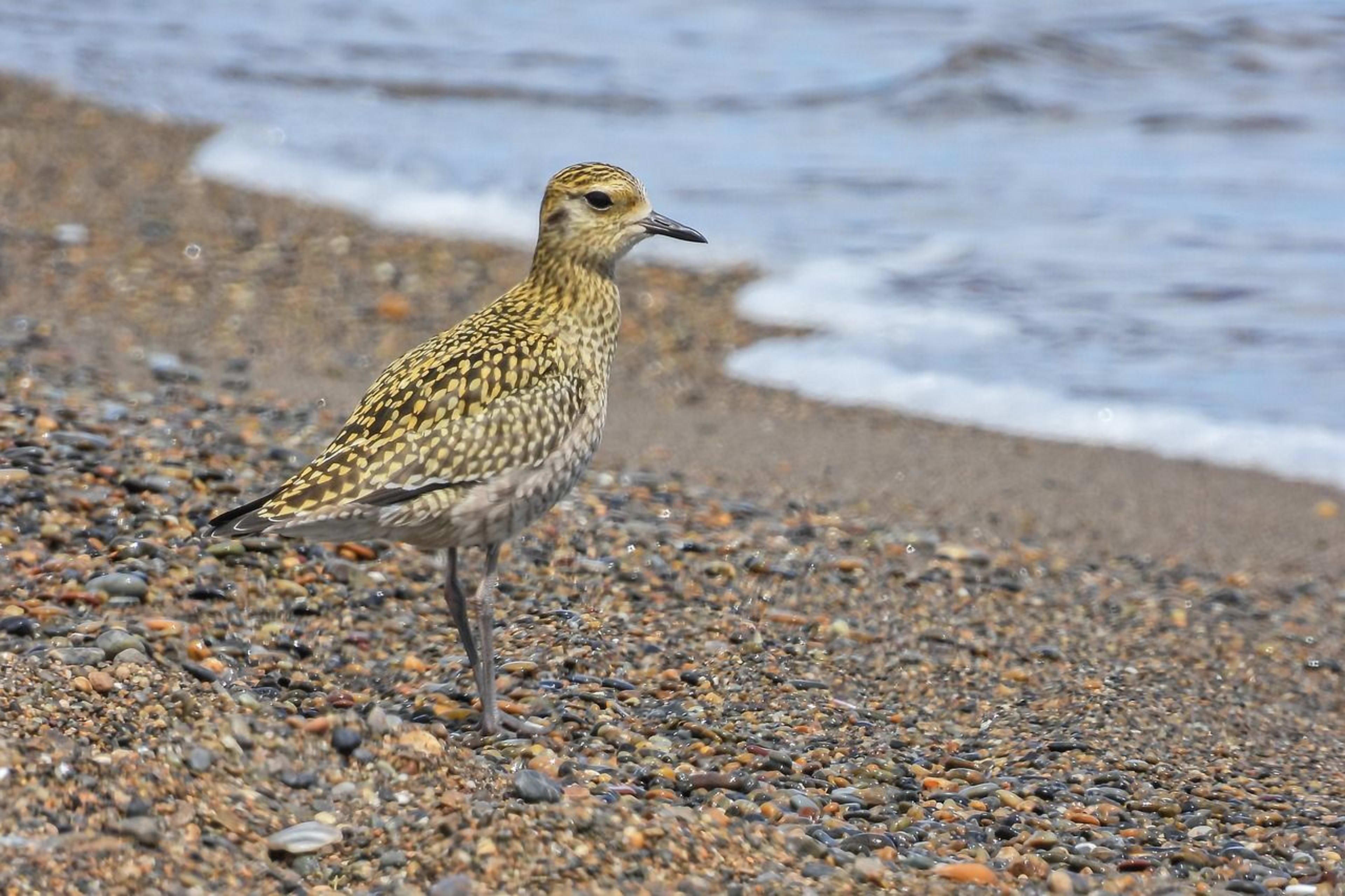 golden plover1.jpg