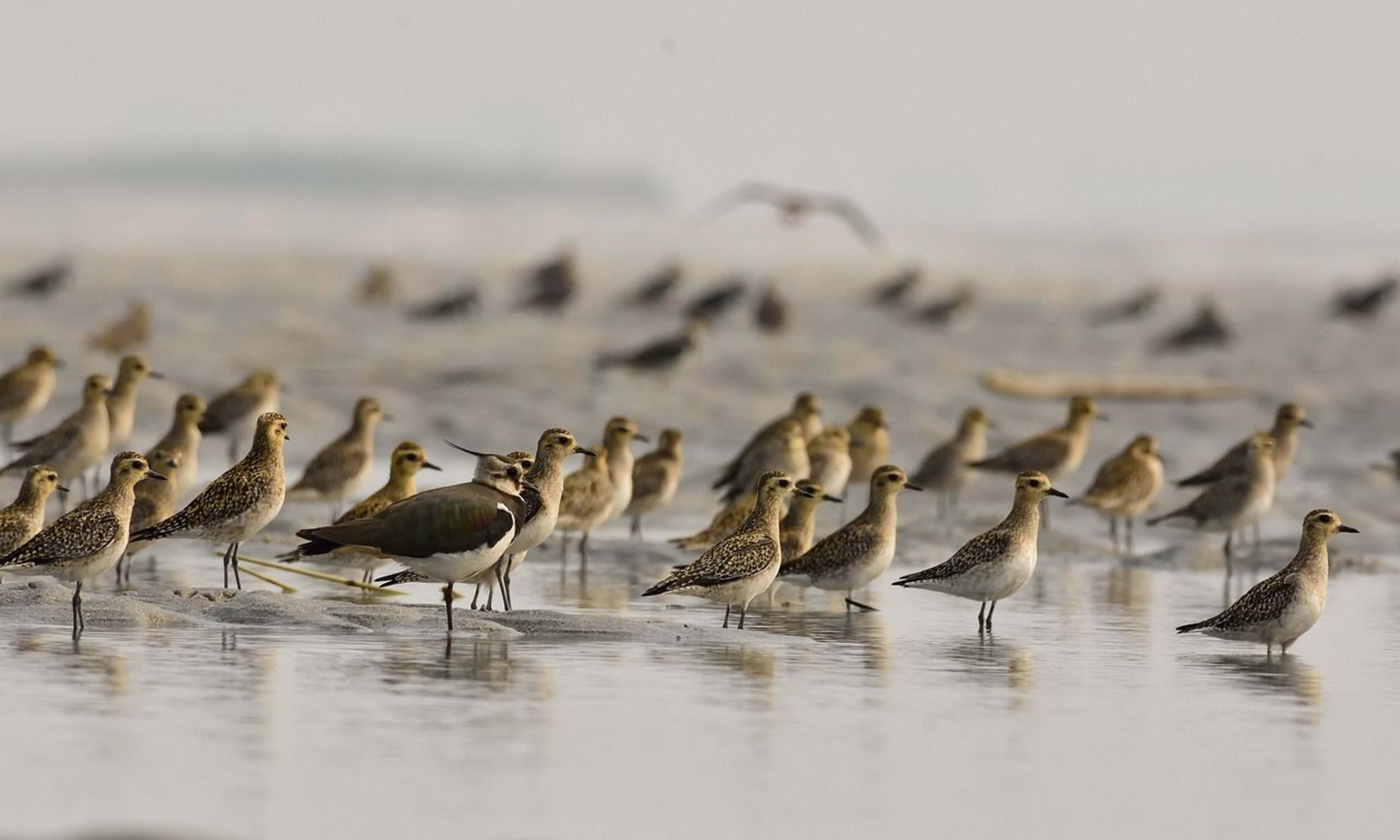 golden plover.jpg