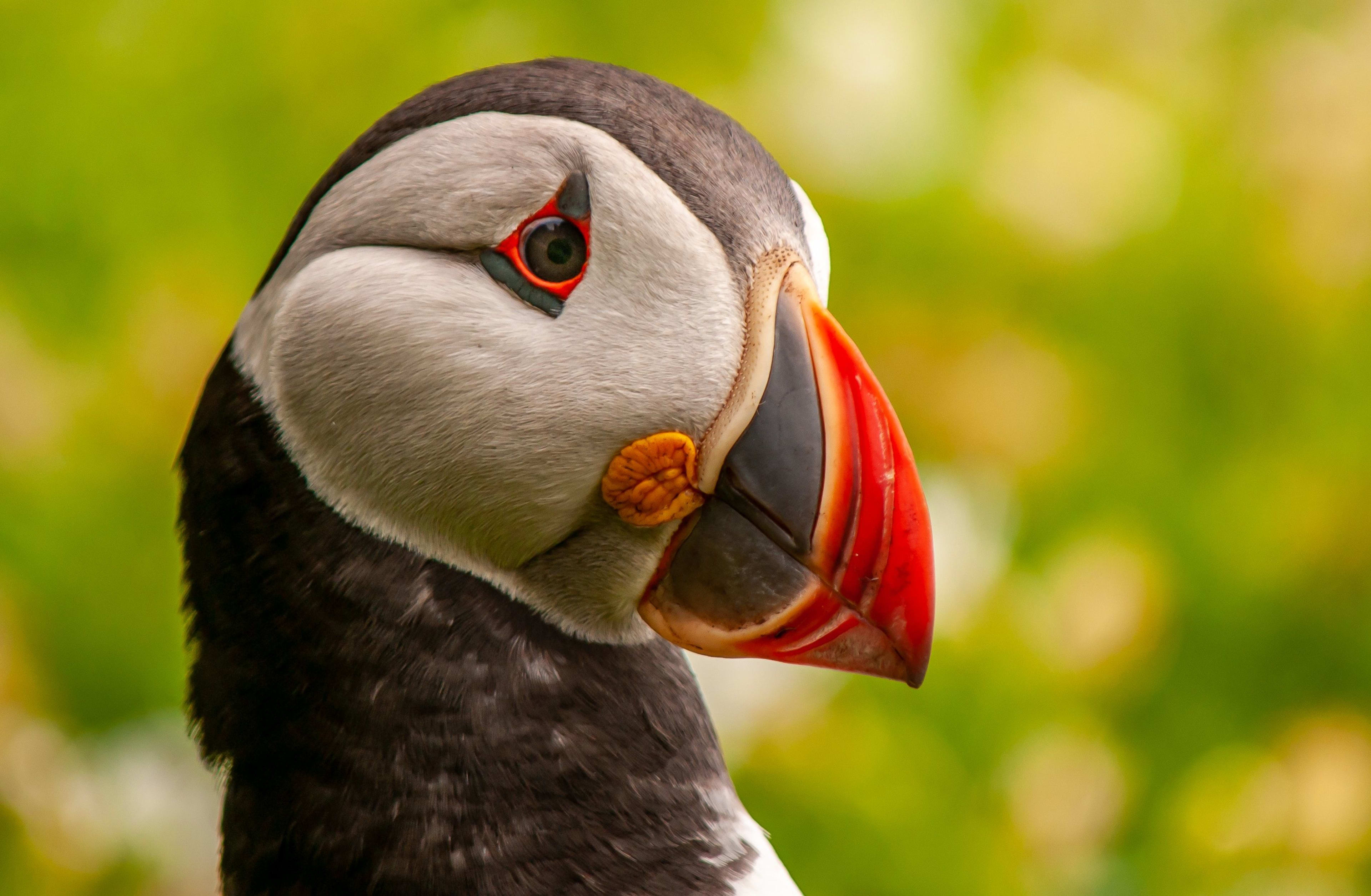 iceland puffin