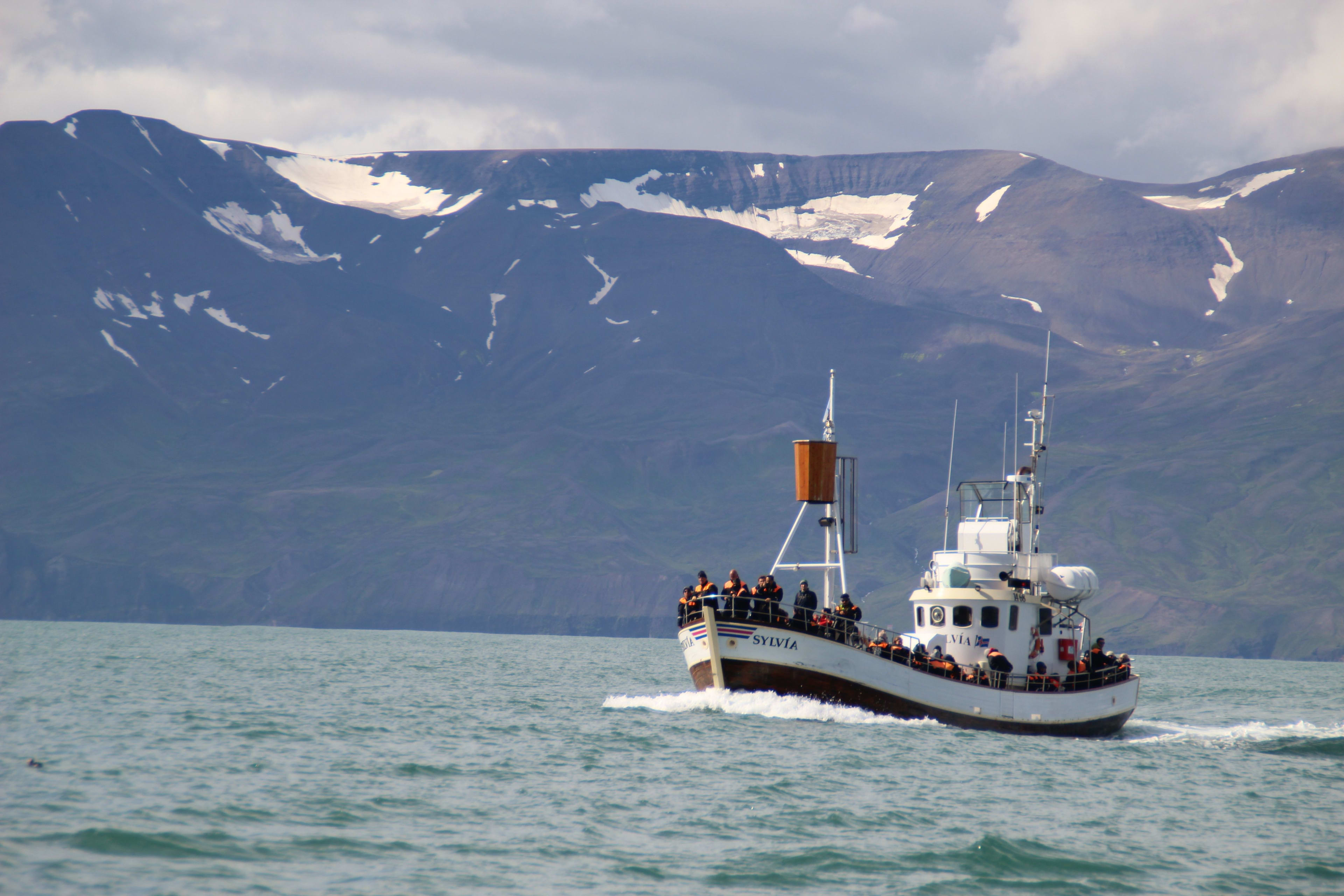 husavik whale watching boat