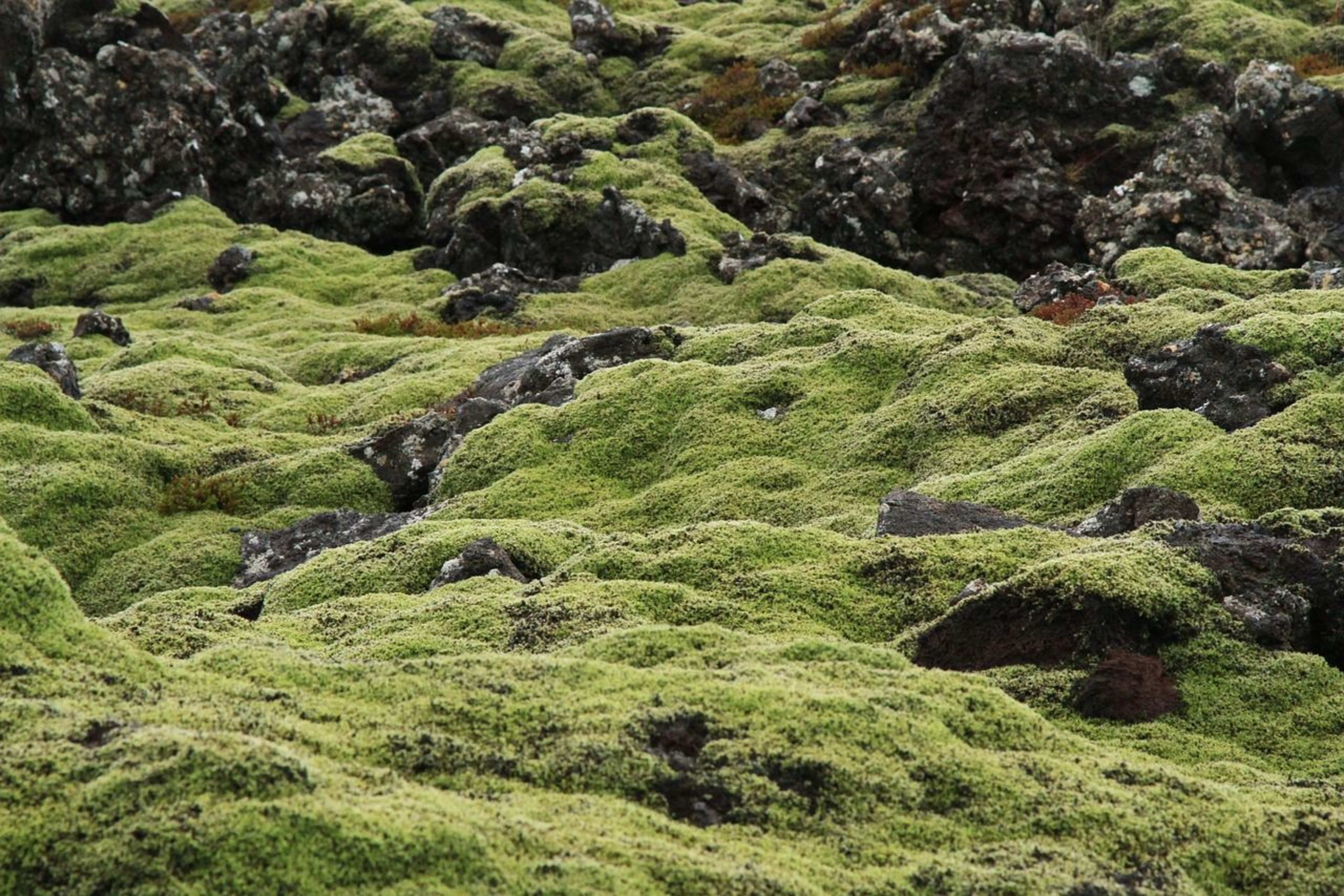 iceland moss.jpg