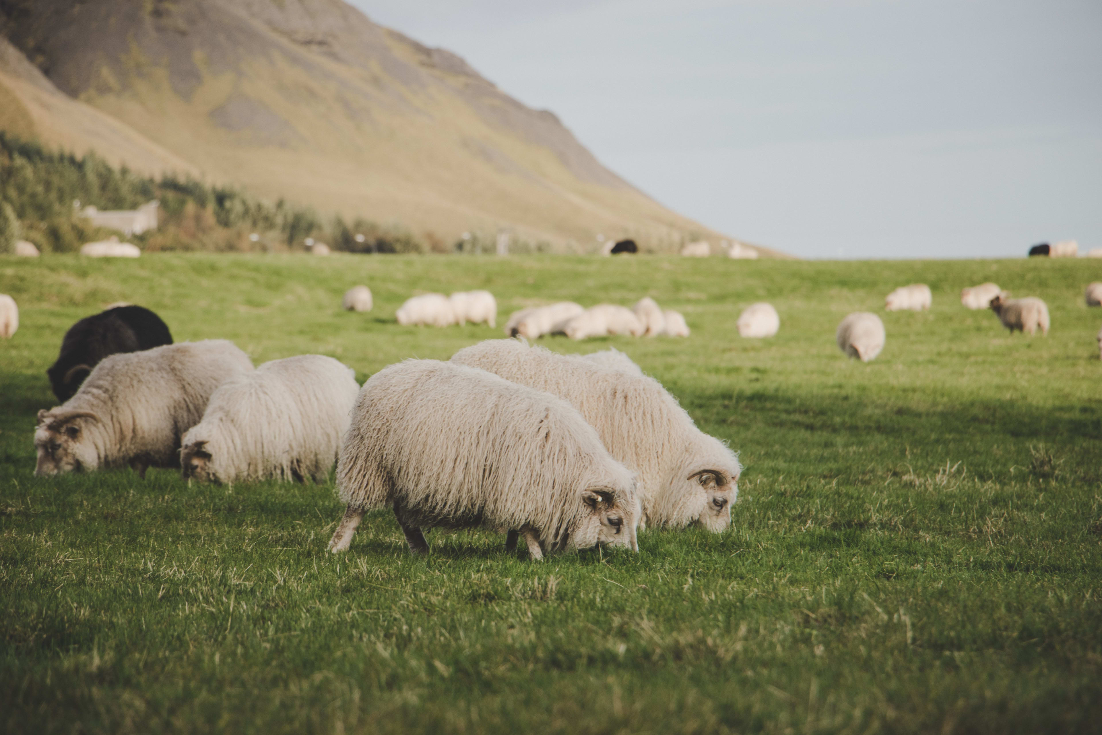 icelandic sheep.jpg