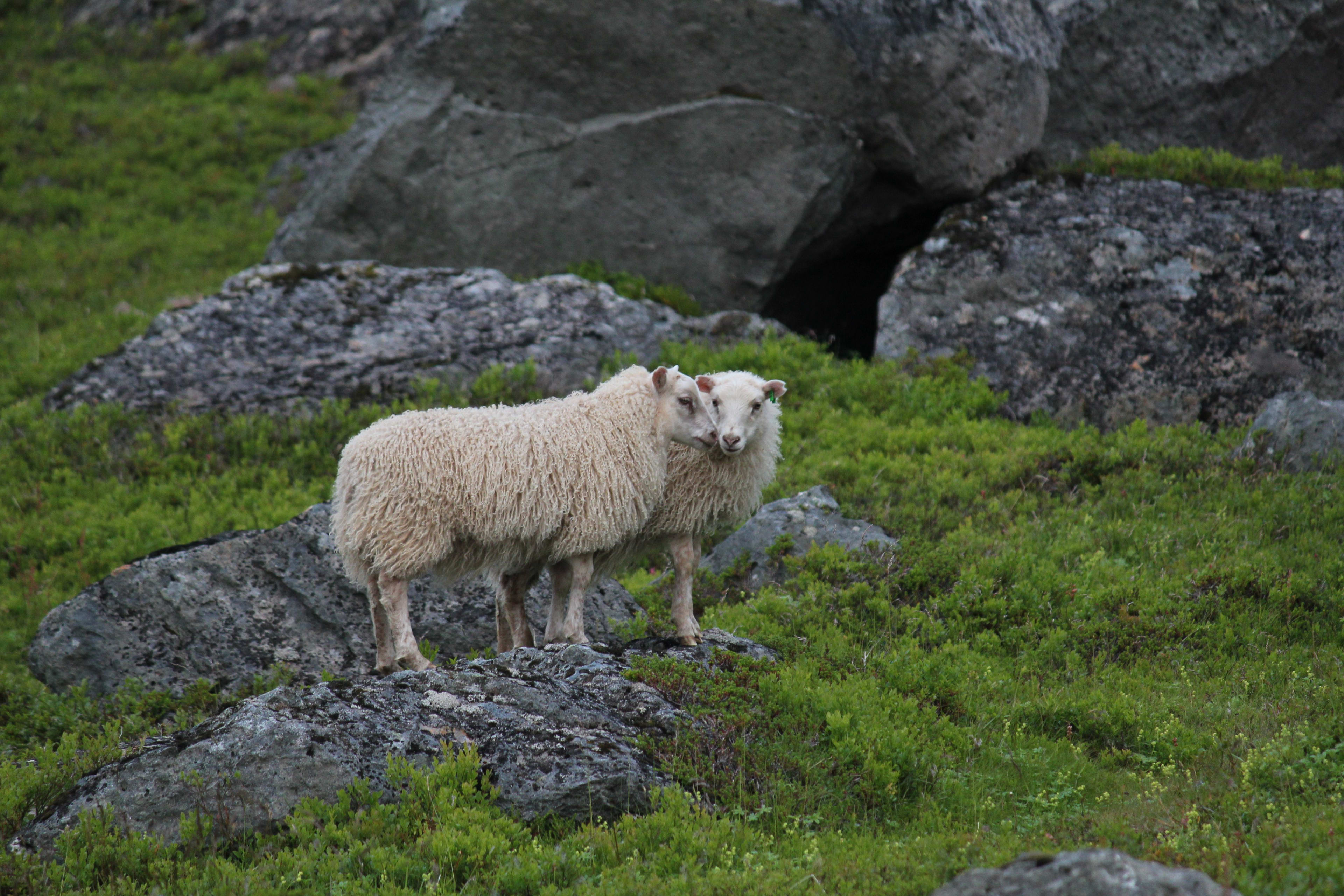 icelandic sheeps in isafjordur