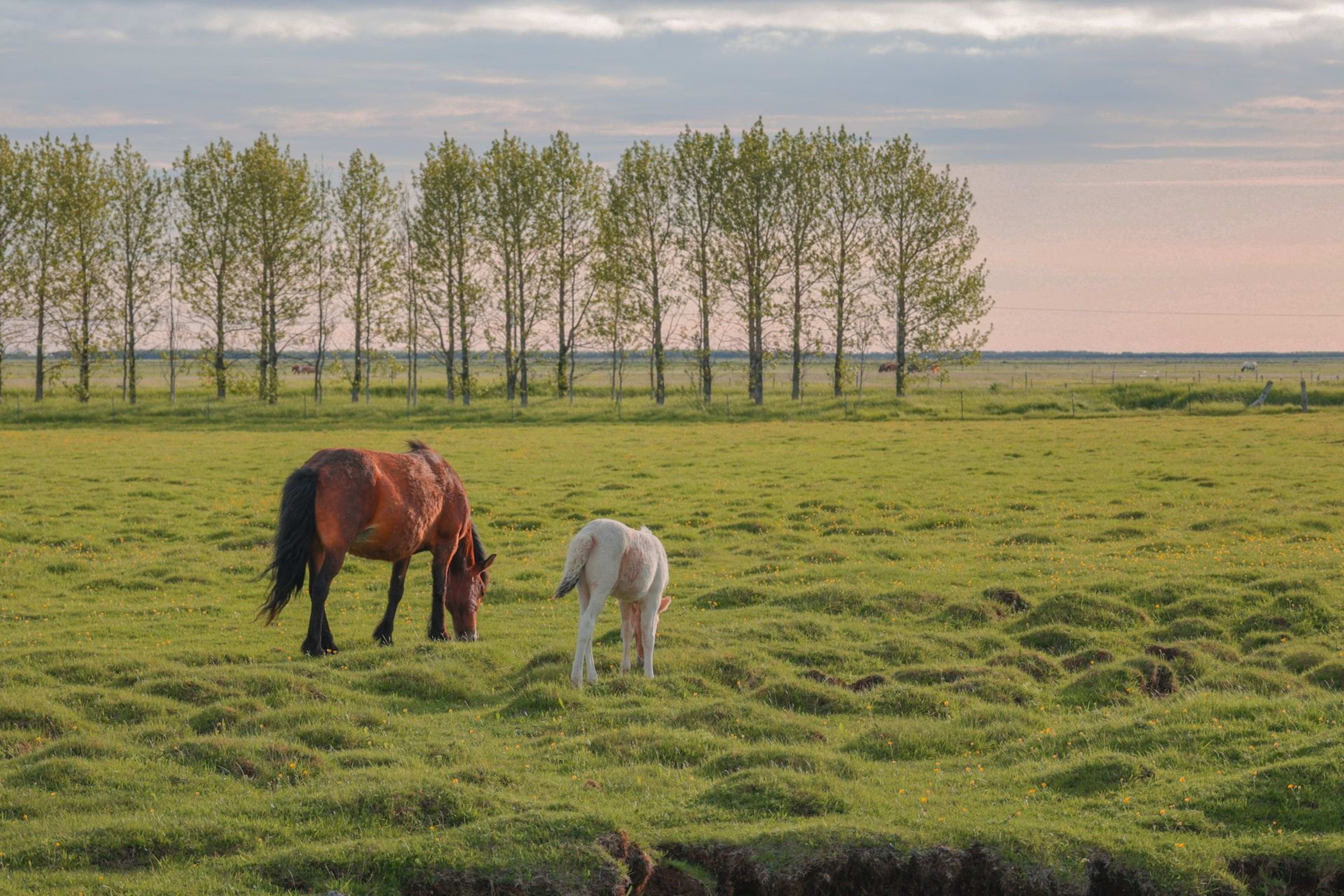 icelandic hoses on the grass