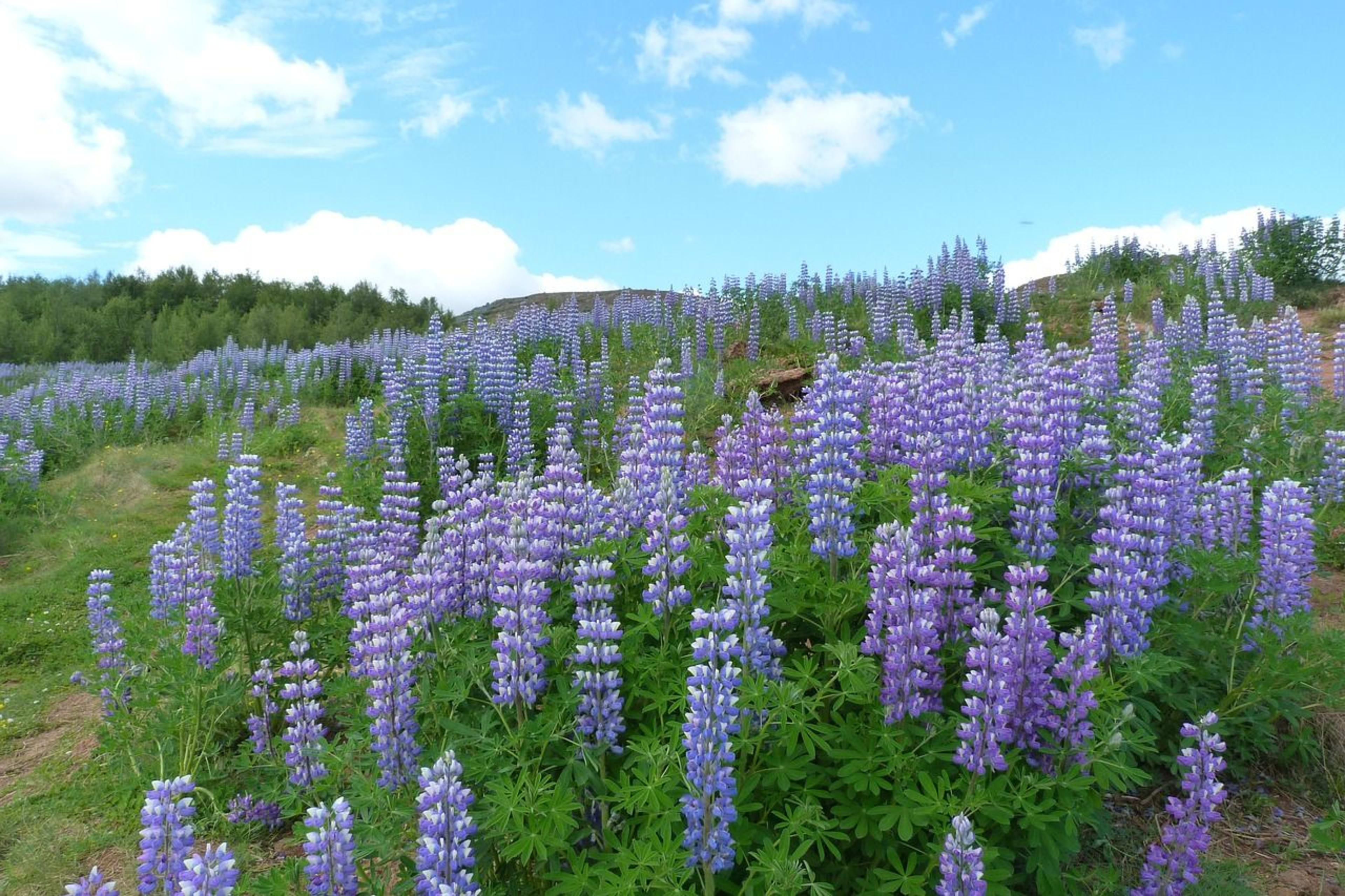 lupins in the south iceland