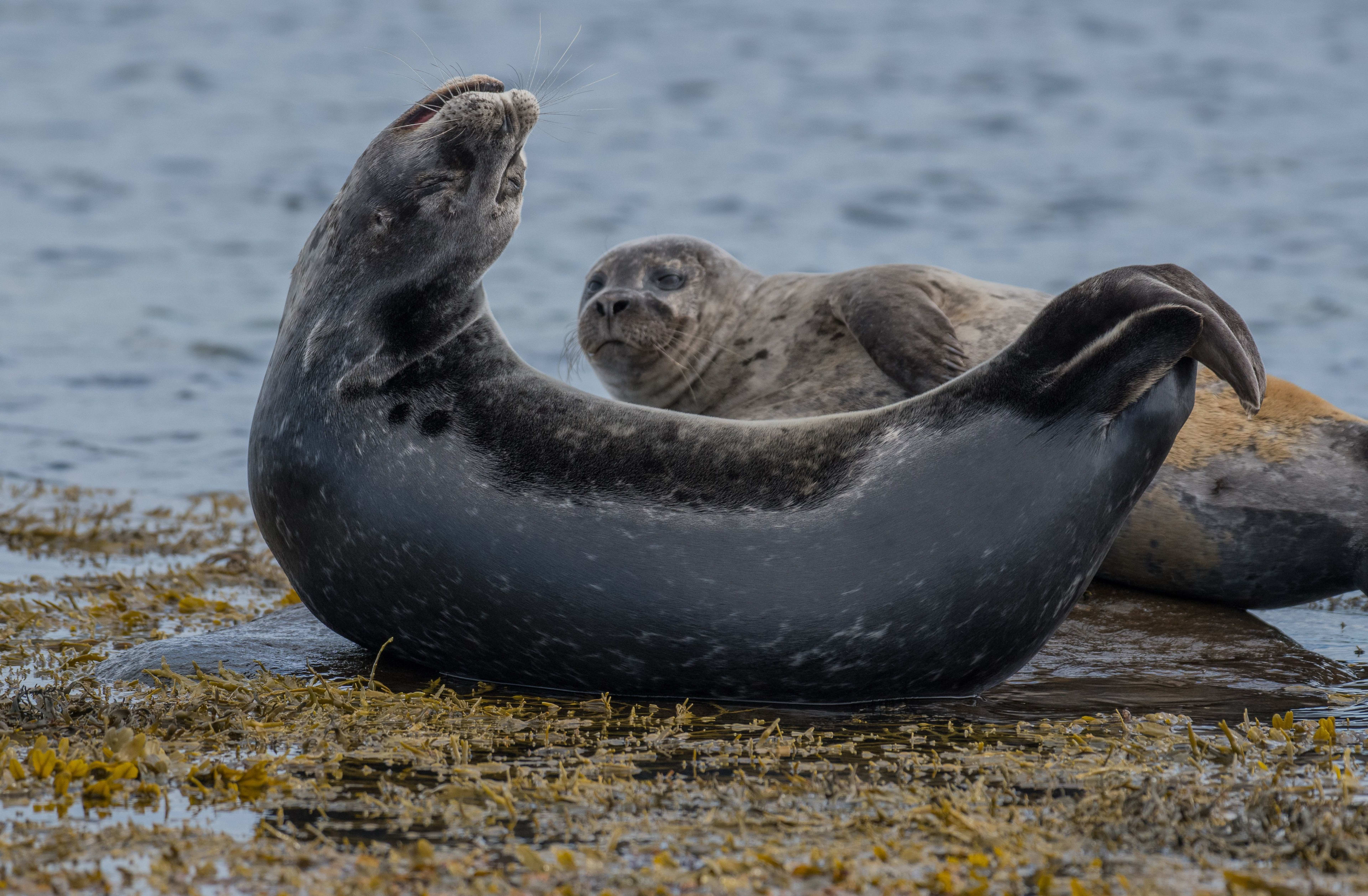seals on beach-north iceland