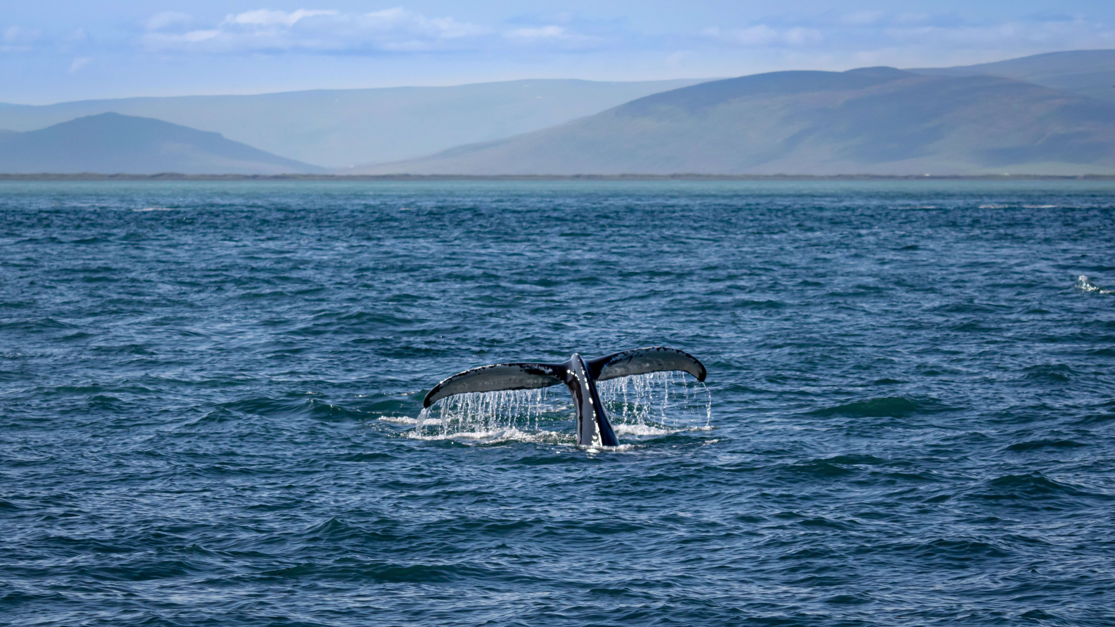 whale-north iceland