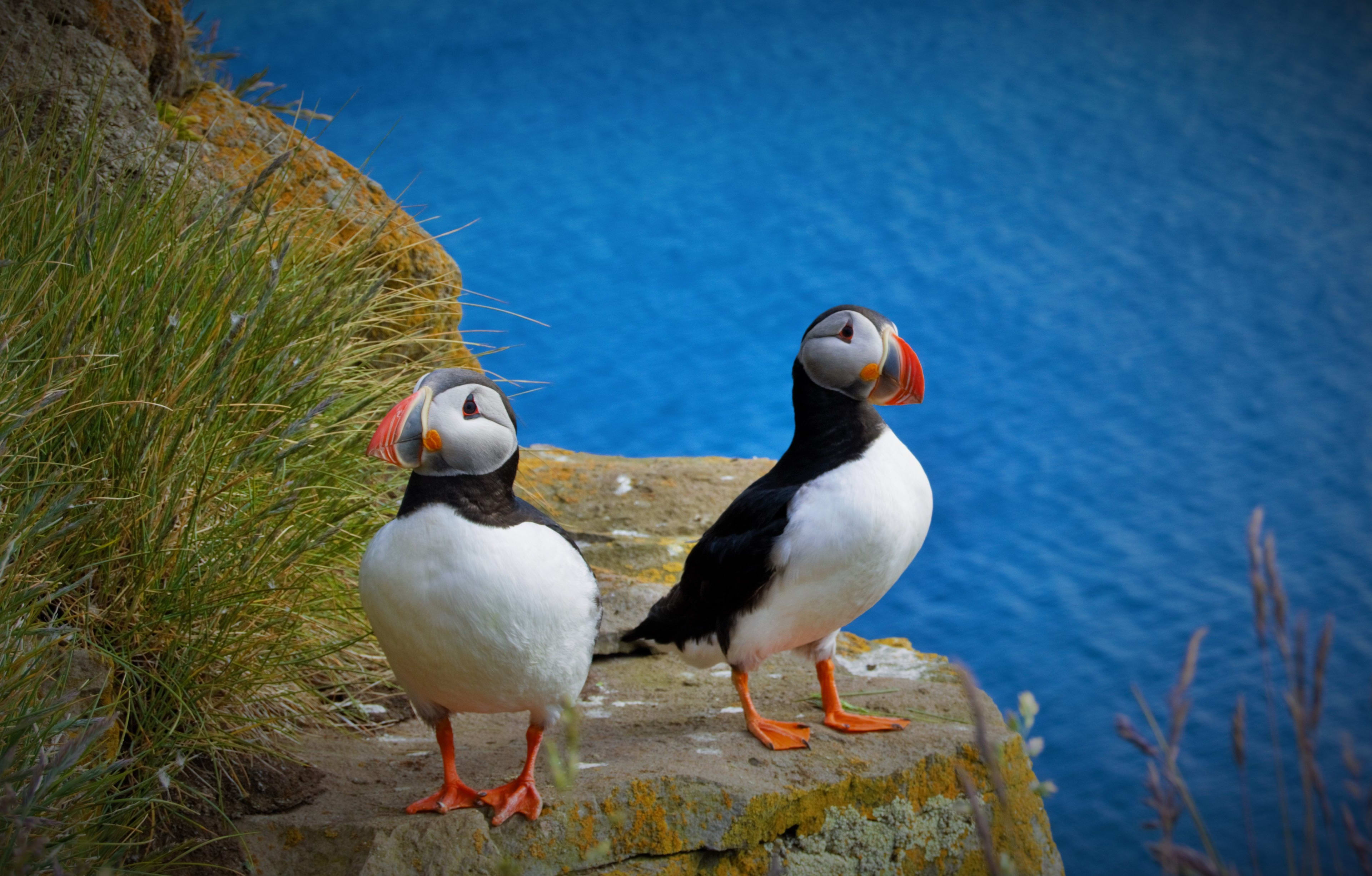 two puffins on the rock