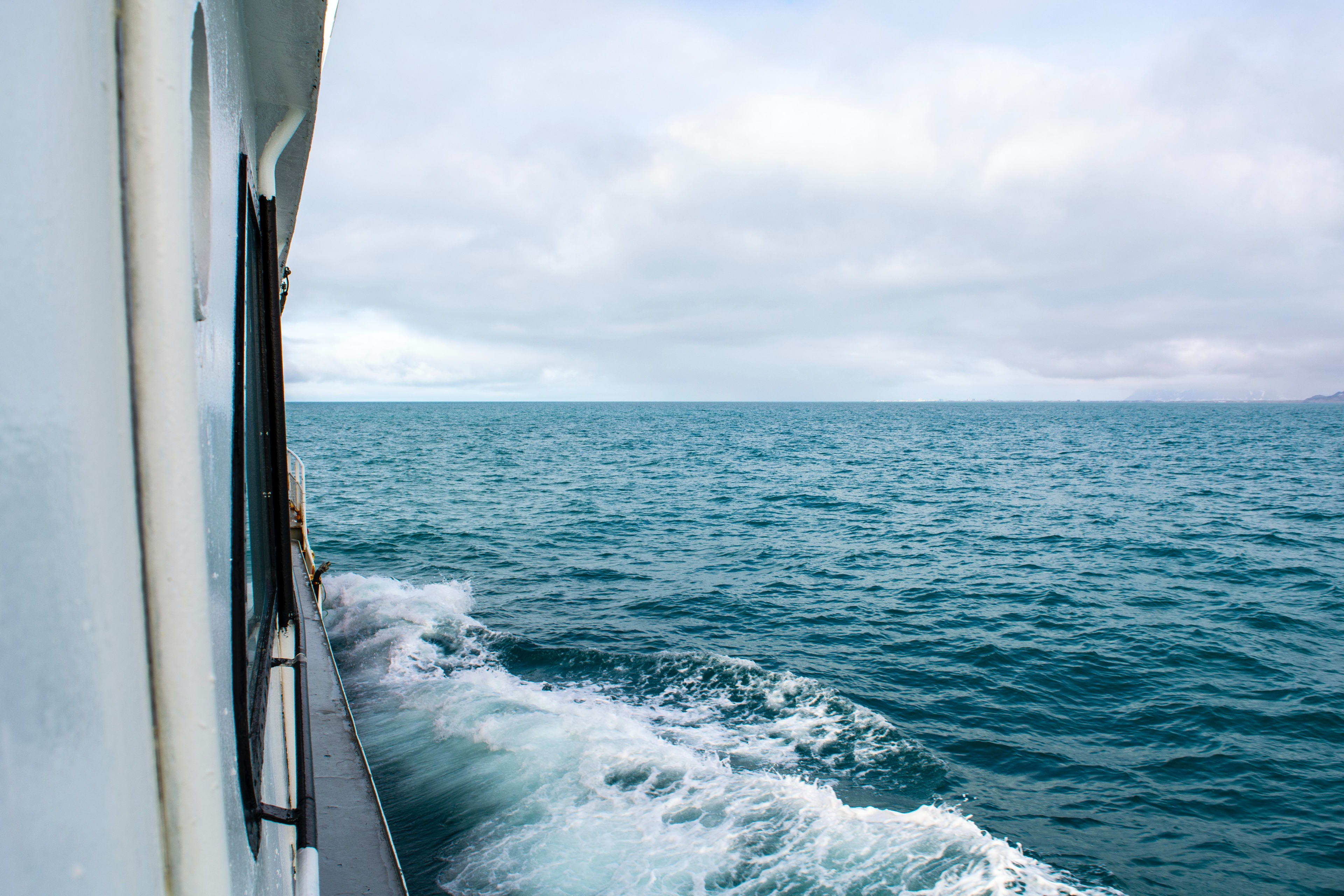 whale watching tour