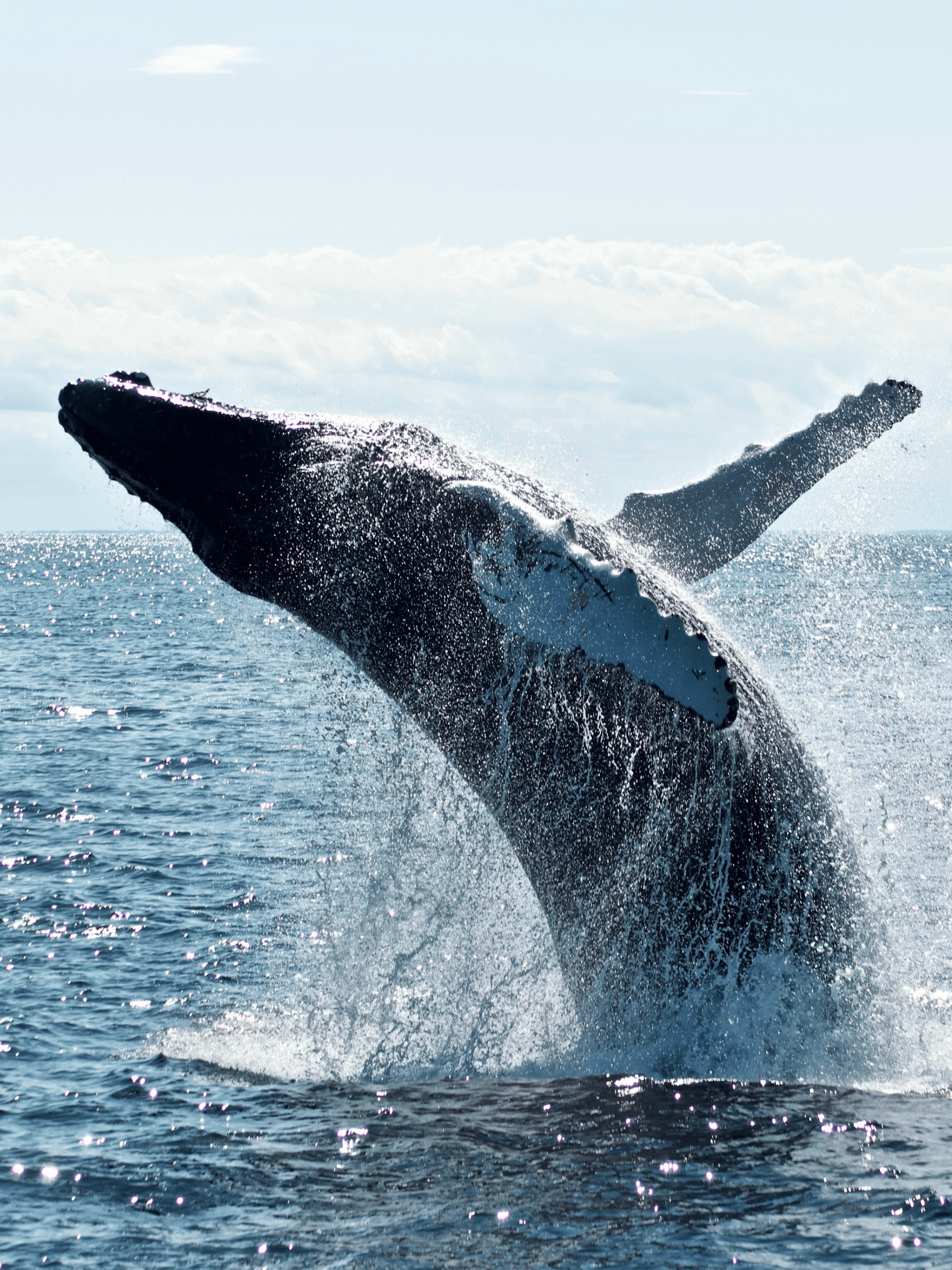 reykjavik whale watching potrait