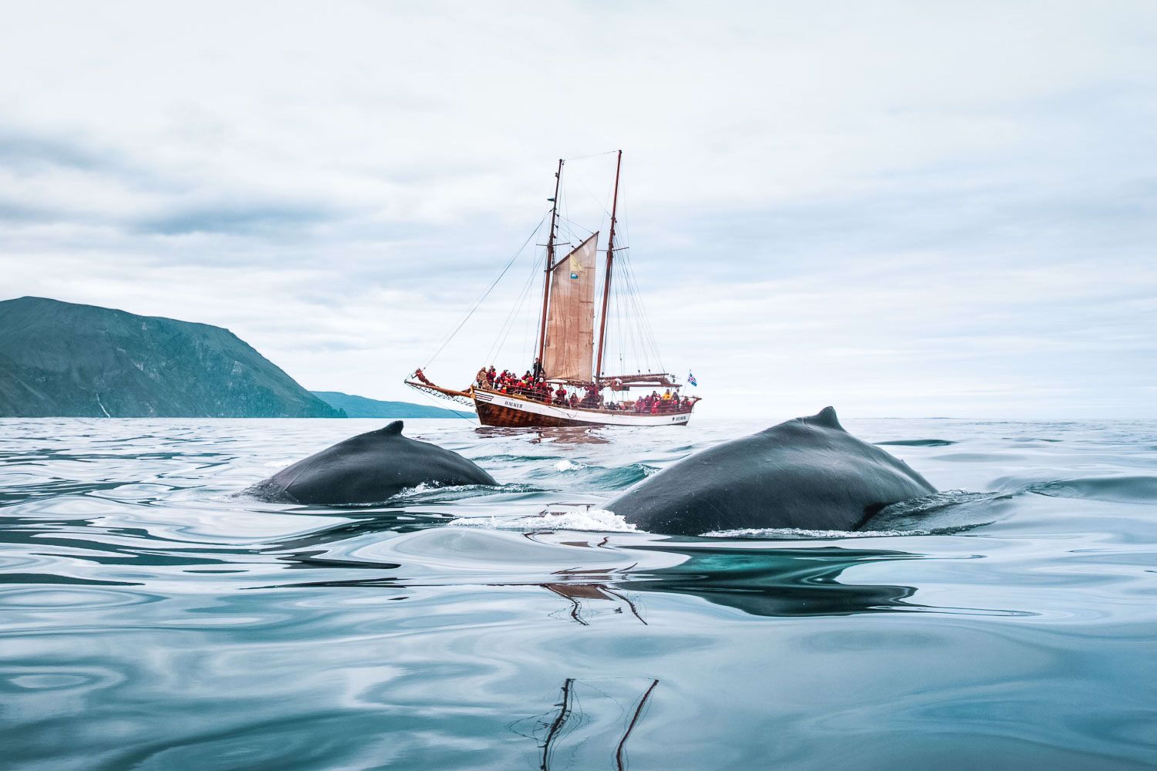 schooner haukur and two humpback whales