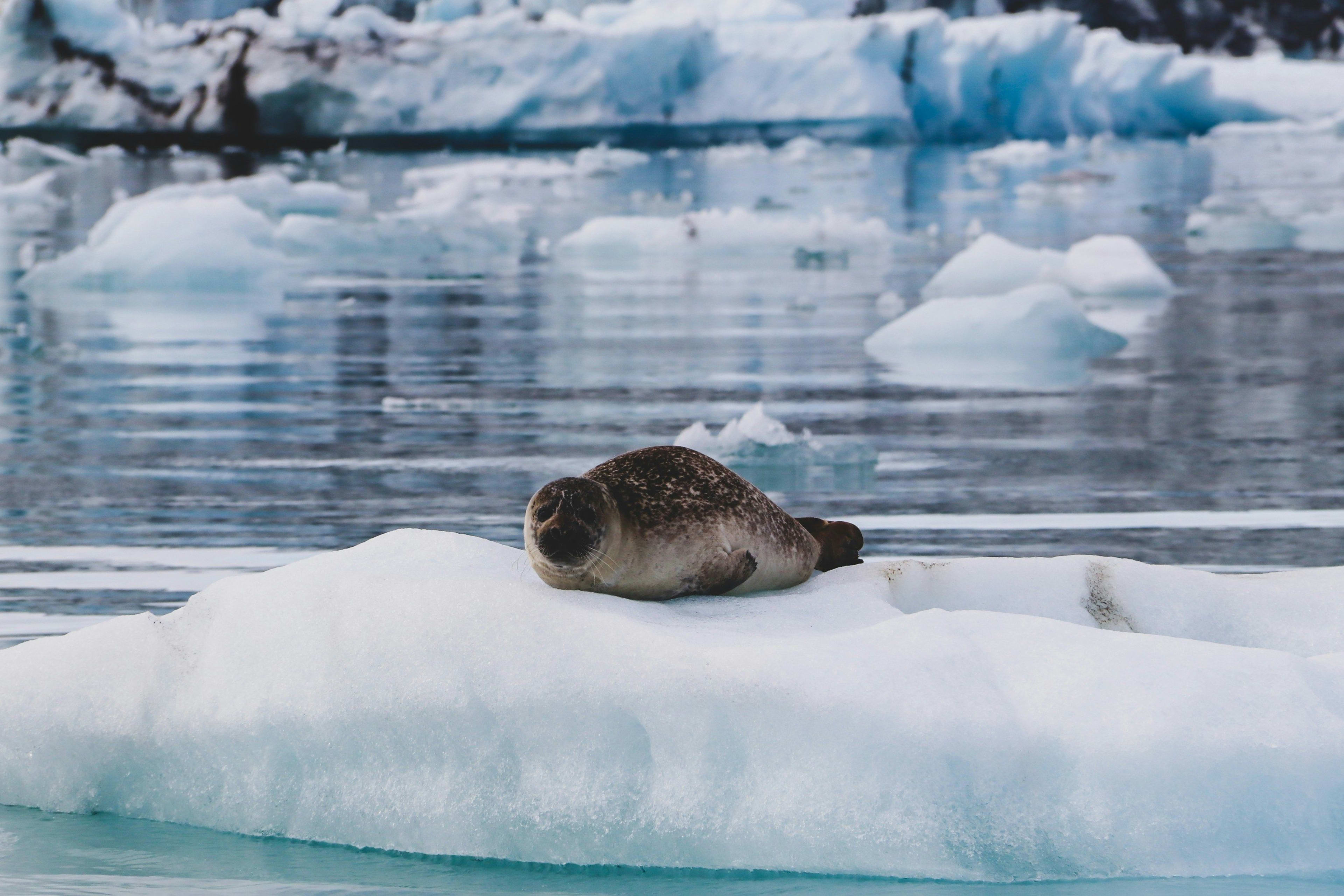 seal in glacier lagoon