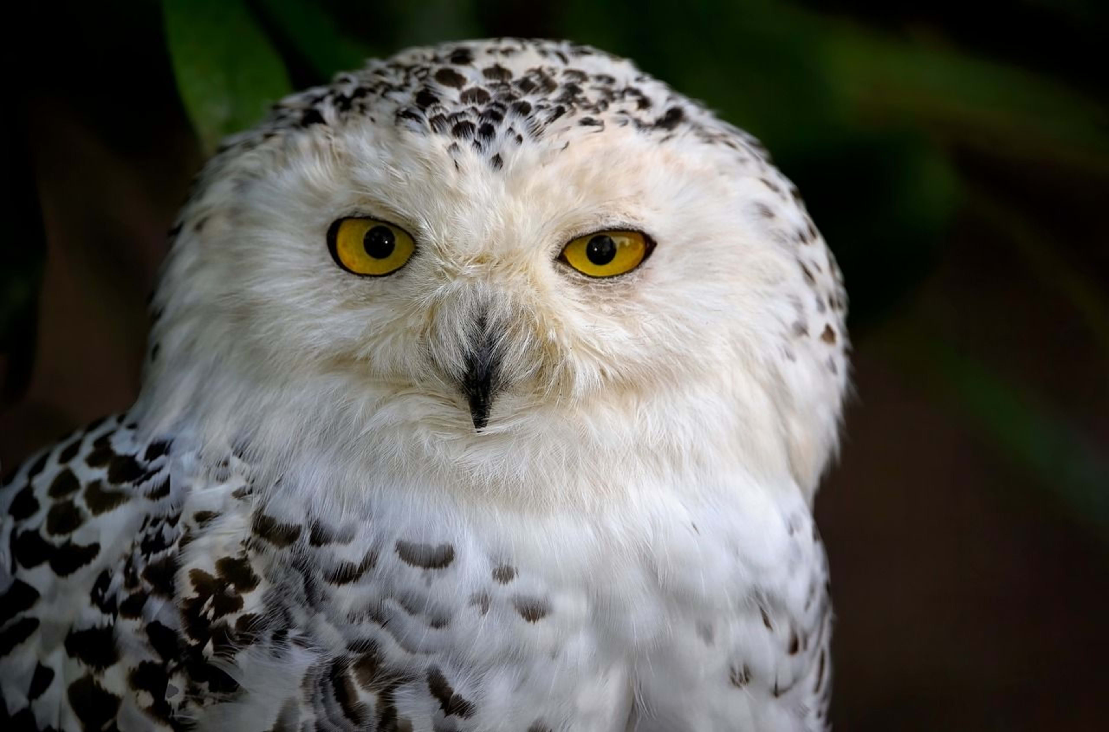 snowy-owl.jpg