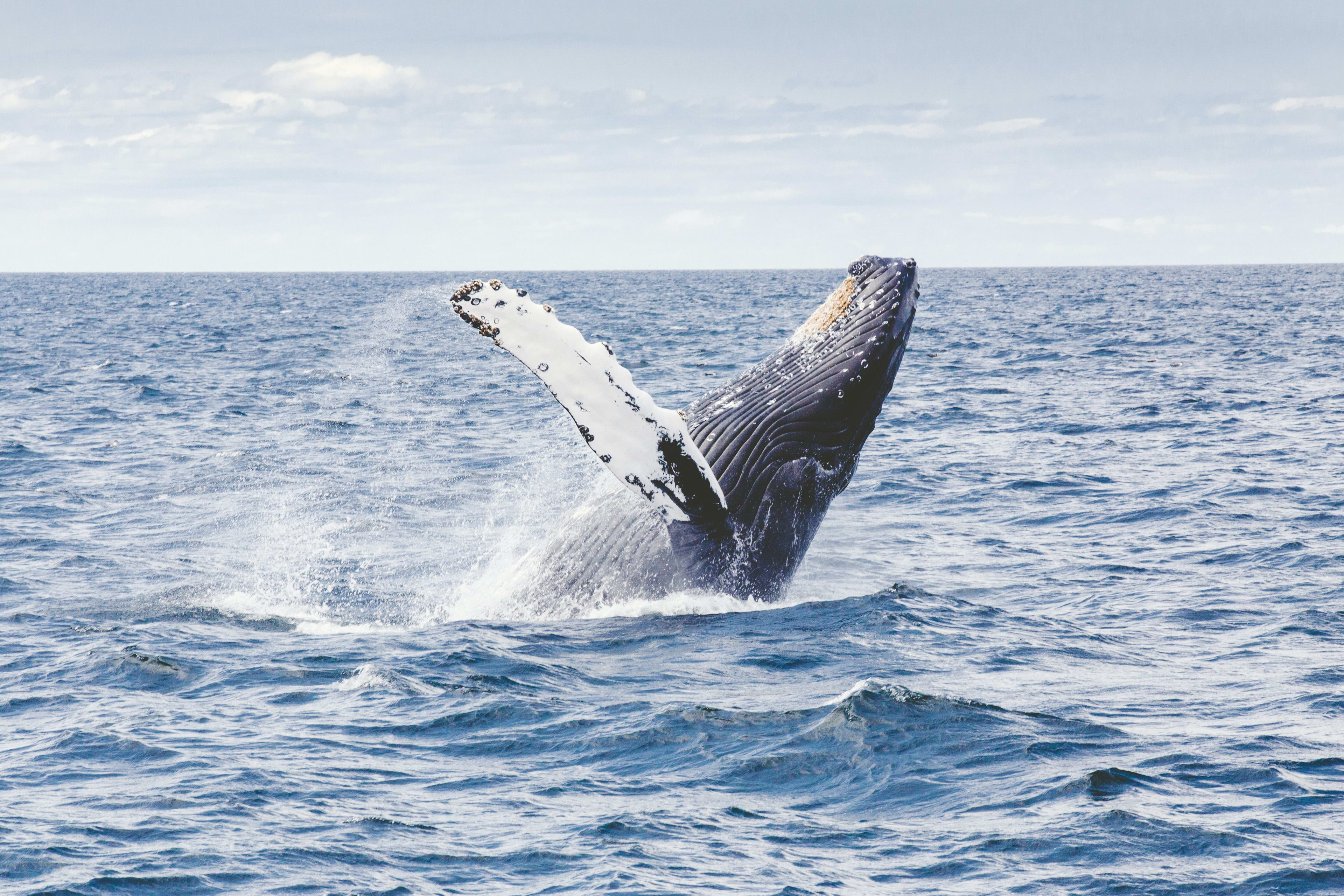 whale jumping with splash
