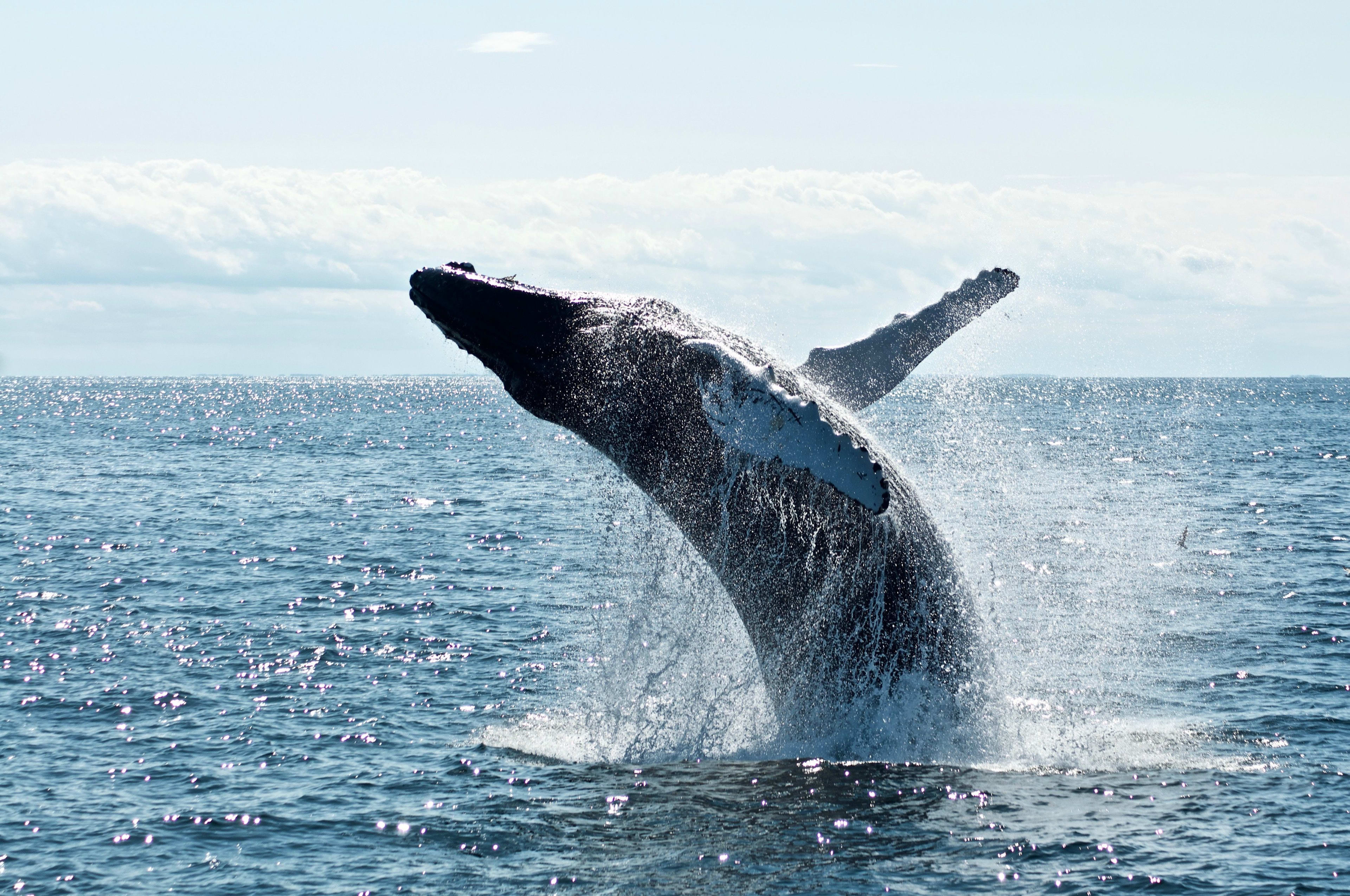 whale jumping in the sea