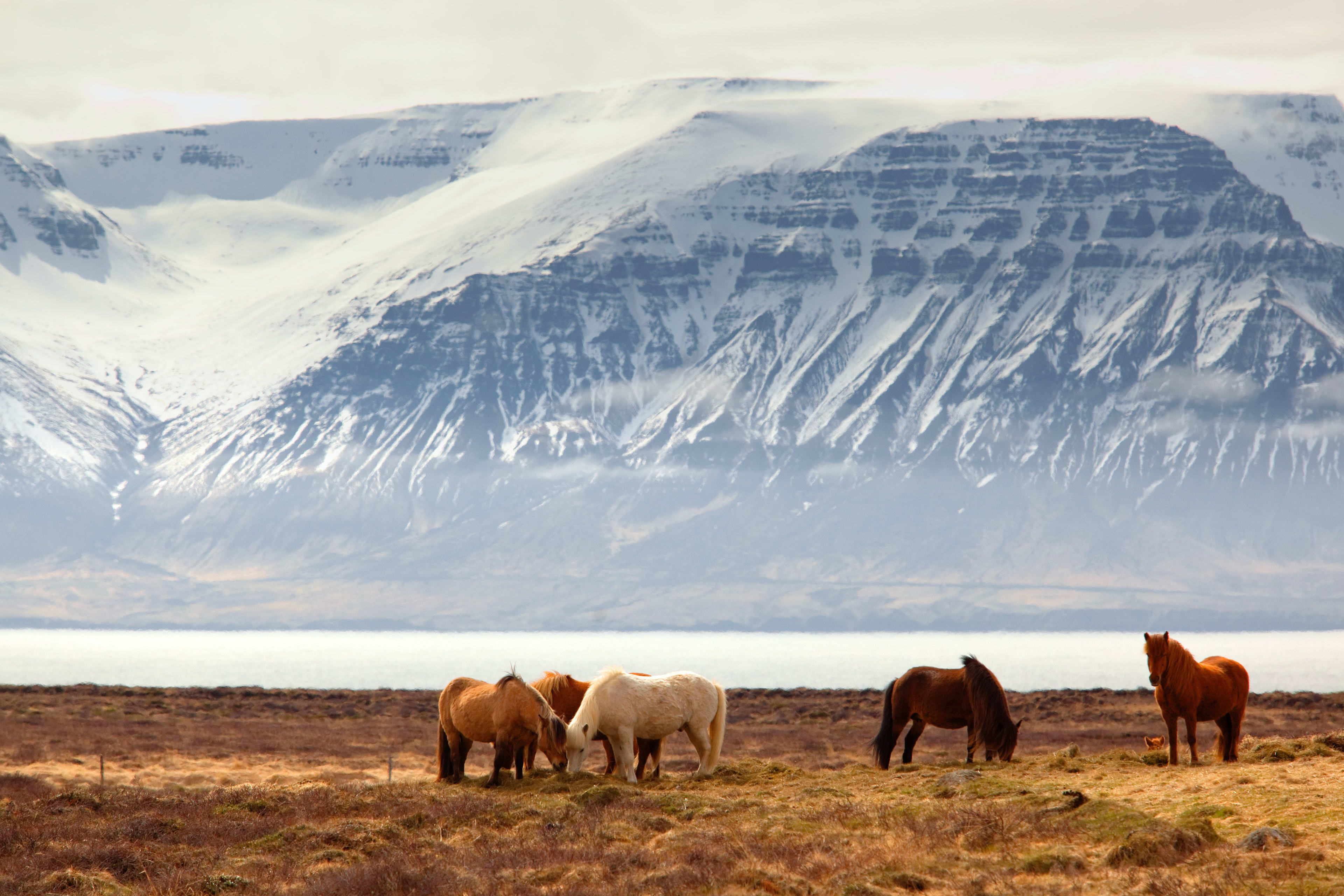 icelandic horses in the field