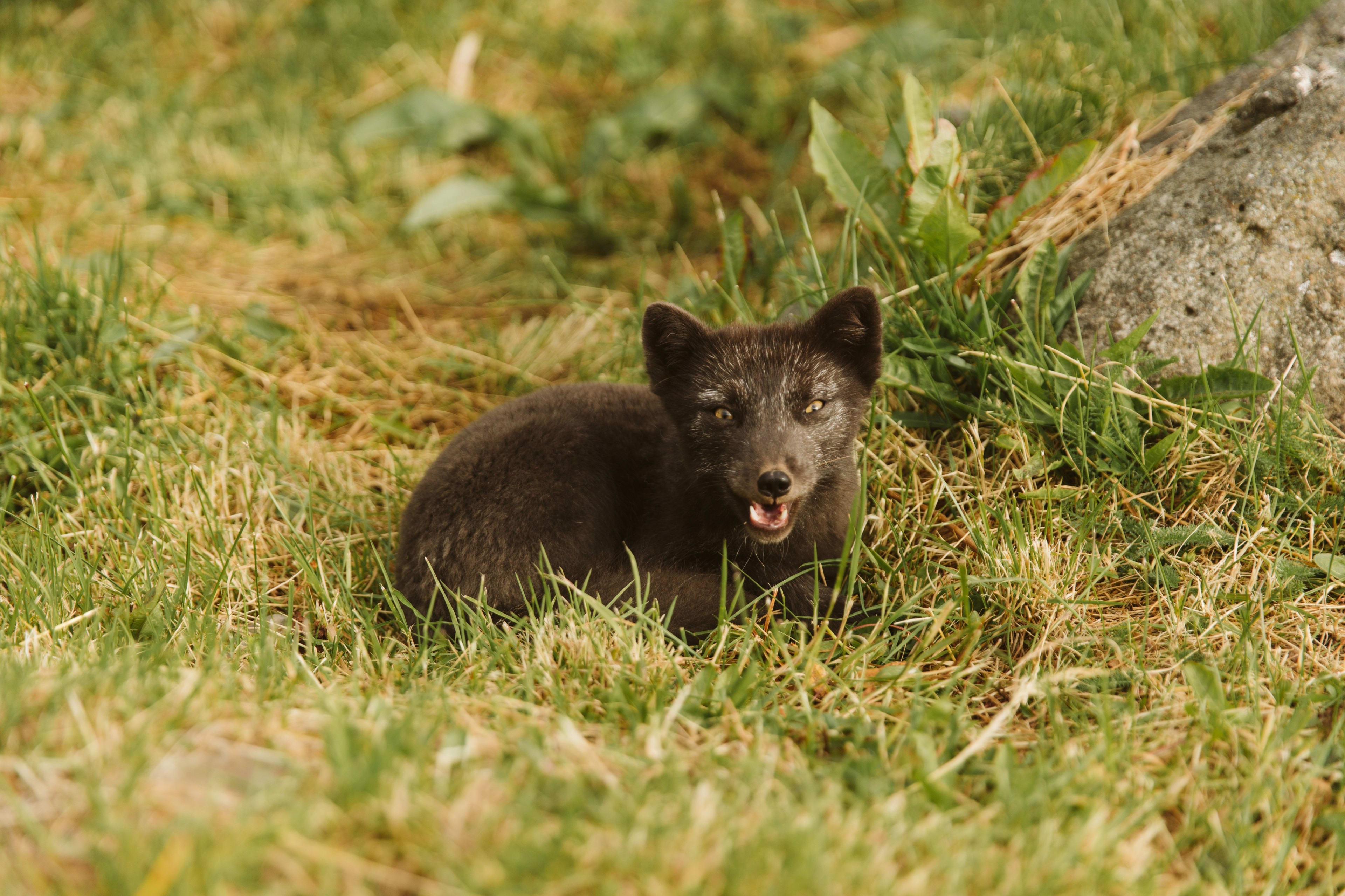 fox-westfjords