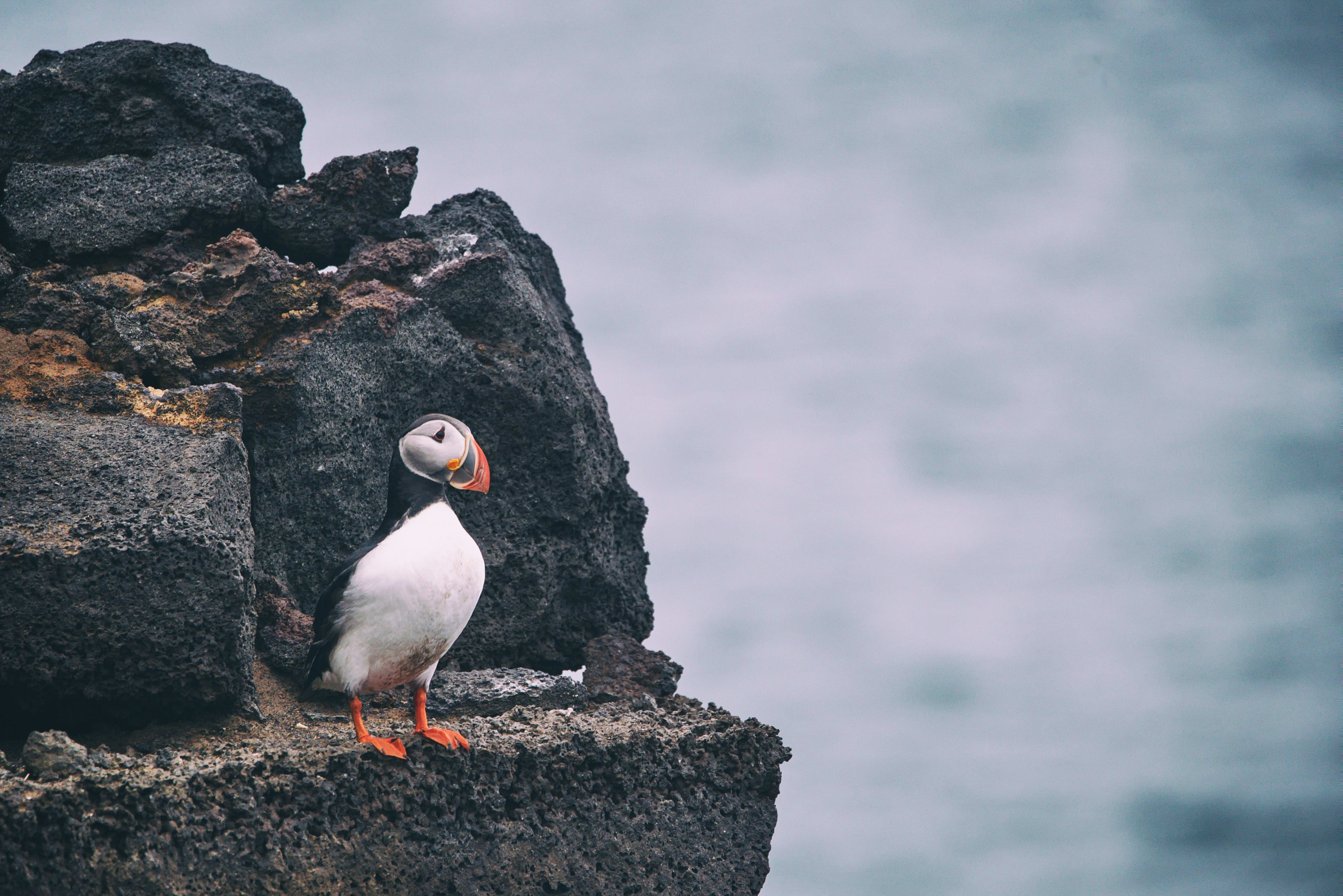 puffin on westman island cliff