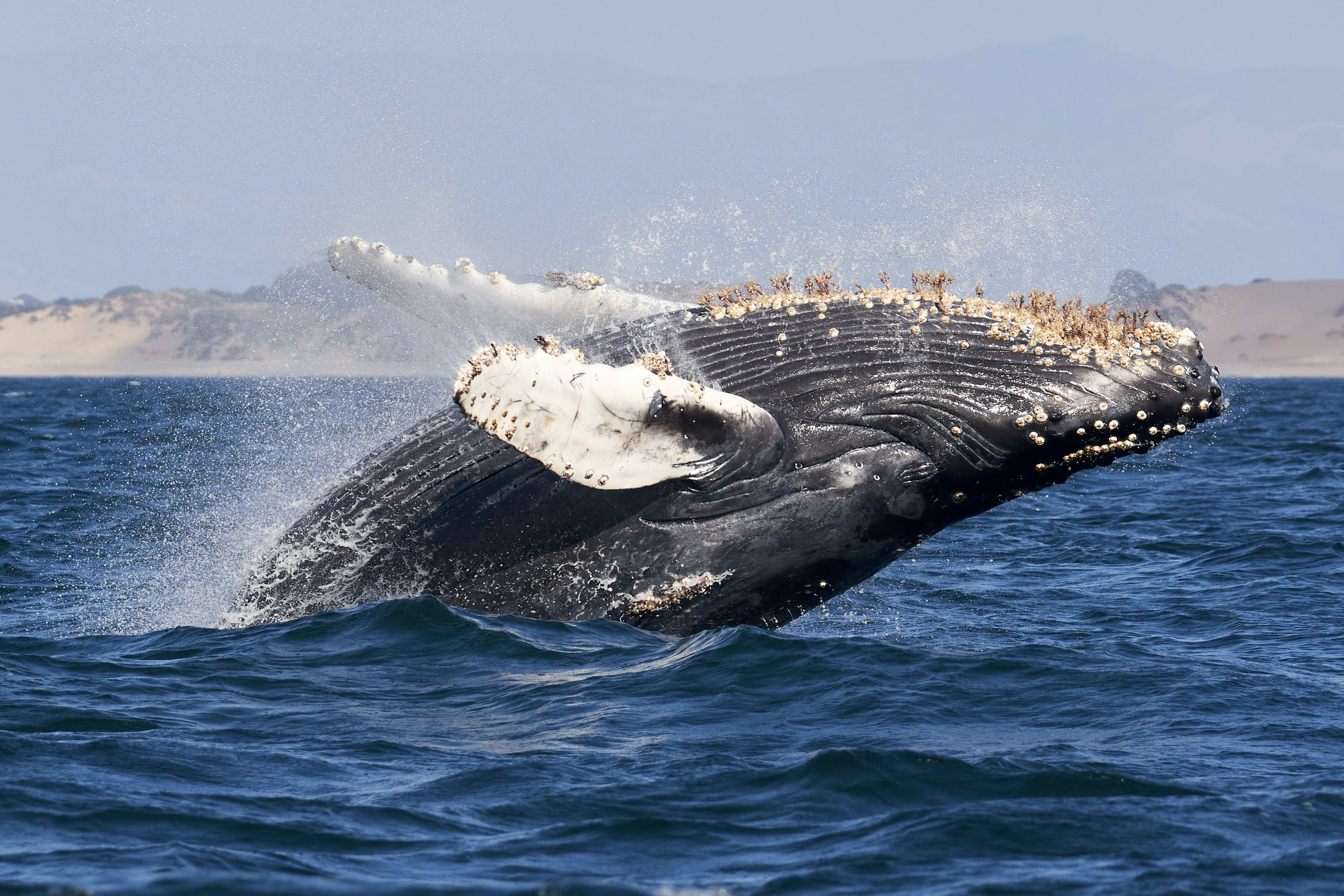 giant whale appear in iceland sea