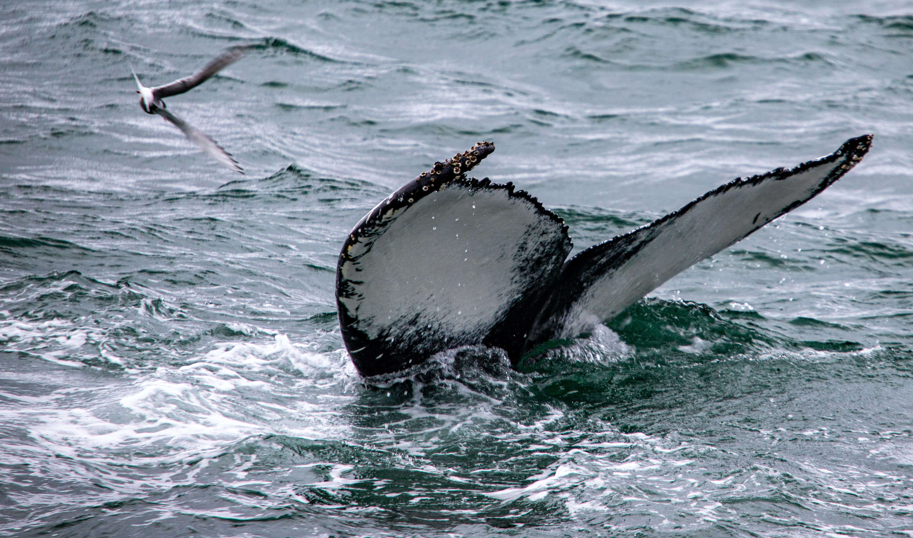 whale diving in iceland sea