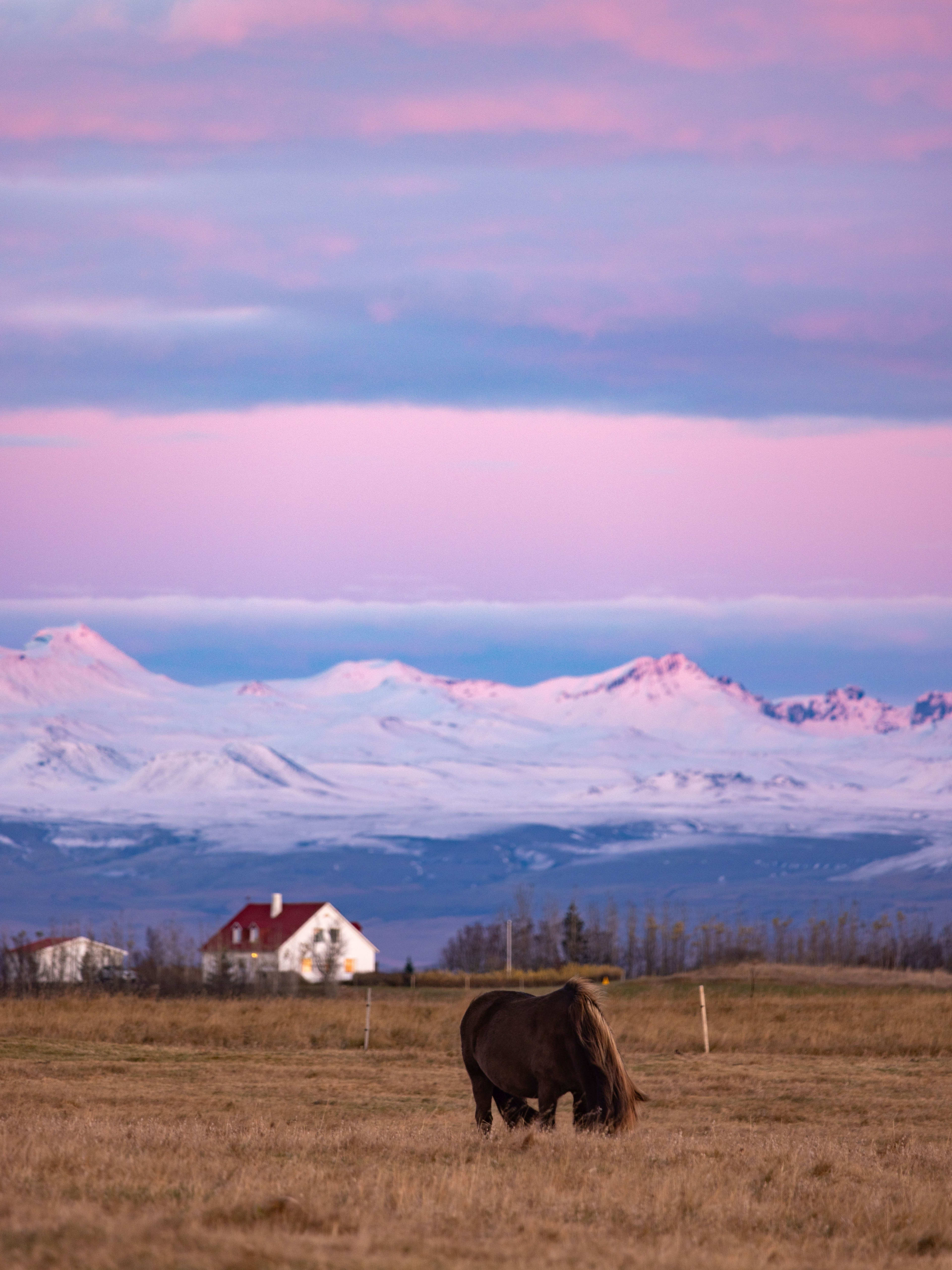 icelandic horse in dreamy sky of iceland winter