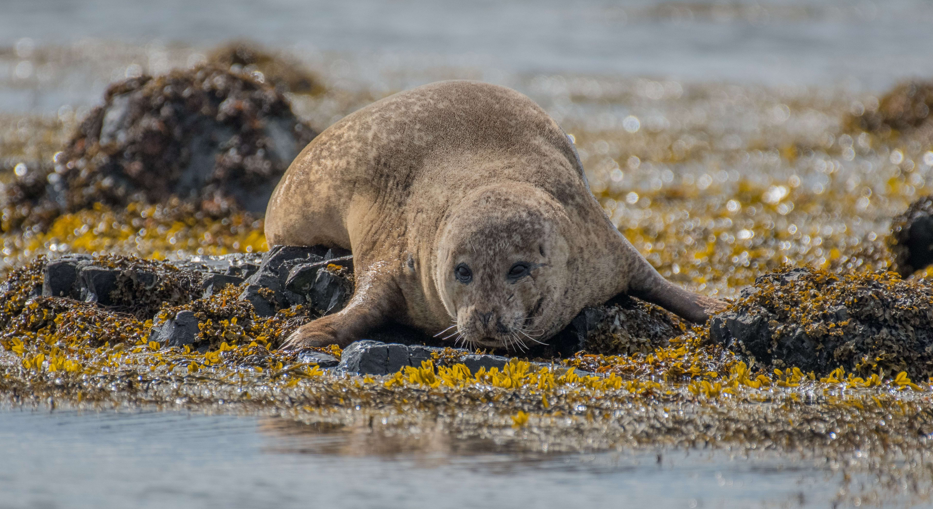 seal on the ytri tunga